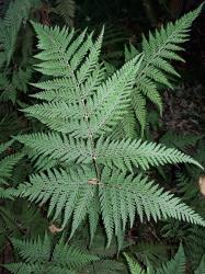 Parapolystichum microsorum. Adaxial surface of mature 3-pinnate-pinnatifid frond showing elongated basiscopic secondary pinnae on basal primary pinnae.
 Image: L.R. Perrie © Leon Perrie CC BY-NC 3.0 NZ